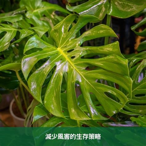 龜背芋 葉子垂|龜背芋葉片垂的秘訣：如何讓你的植物重回生機 – 植物盆栽綠寶典